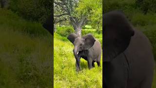 African Elephants🐘😱 shorts elephant dailyvlogrex [upl. by Yettie118]