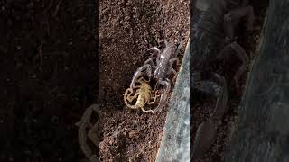 Newly molted Heterometrus spinifer Asian Forest Scorpion 🦂👑 scorpion cool molt animals pets [upl. by Corabel]