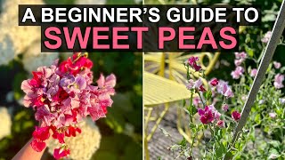 How to Grow Sweet Pea Flowers From Seed A beginners guide to seed selection planting amp care [upl. by Larry949]