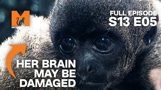 Baby Woolly Monkey Attacked By Her Own Mother  Season 13 Episode 5  Full Episode  Monkey Life [upl. by Oleic211]