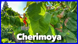 Time to Prune the Cherimoya Fruit Tree Fall Gardening [upl. by Obeded]