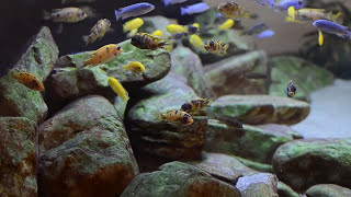 600L Malawi Cichlids Sump Filtration Overview [upl. by Ludewig]