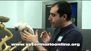 Como tratar el picaje en Aves  Veterinario Online [upl. by Llenrub]