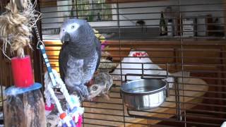 Roscoe  Timneh African Grey Parrot Talking [upl. by Atinrahc]