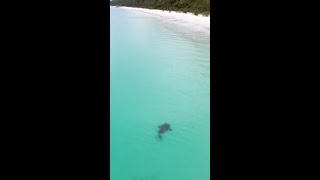 Critically Endangered Shark Ray Spotted Swimming in Australian Waters [upl. by Uzziel]