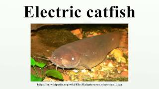 Electric catfish [upl. by Reidid]