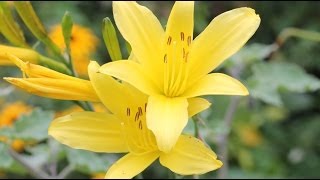 Hemerocallis minor  Taglilie Day Lily [upl. by Catherina52]