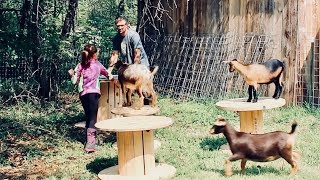 Building Goat Paradise for our Nigerian Dwarf Goats with wooden Spools [upl. by Branham]