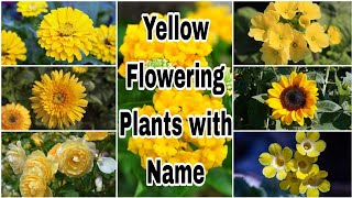 55 Yellow Flowering Plants with Name [upl. by Mead]