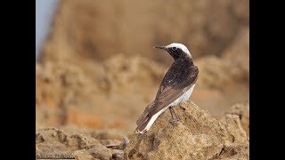 Rare Bird at Cyprus  Oenanthe monacha  Hooded Wheatear [upl. by Wira751]