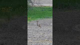 Another Coyote Double hunting wildanimals wildlife coyote nature animals outdoors funny [upl. by Doll]