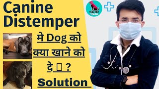 Food For Dog In Canine Distemper  Canine Distemper मे डॉग को क्या खाने को दे   Solution dogs [upl. by Marlyn]