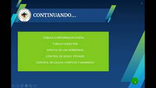 FISIOLOGÍA HUMANA  REABSORCIÓN Y SECRECIÓN TUBULAR Parte 2 [upl. by Ita]