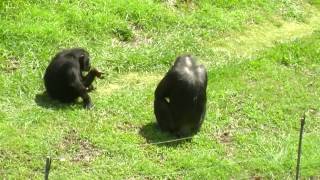 Chimpanzee Fight in the Oklahoma City Zoo [upl. by Hartill651]