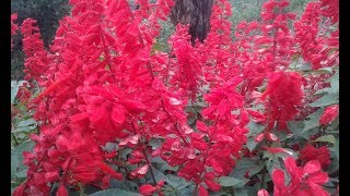 Salvia  Salvia Splendens  Scarlet Sage [upl. by Consuela]