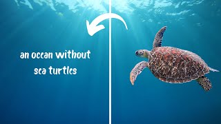 Cape Cods Incredible Sea Turtles  Saving Sea Turtles Preventing Extinction  Real Wild [upl. by Floris]