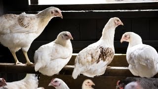 Building Chicken Coops  Farm Raised With P Allen Smith [upl. by Novej789]