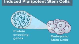 What are Induced Pluripotent Stem Cells iPS Cells [upl. by Sairtemed]