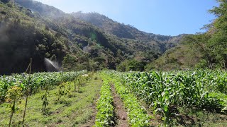 🥑🌽Cultivo de Aguacate Bajo Milpa Intercalada en Árboles Frutales  MIAF en la Montaña de Guerrero [upl. by Einneb]