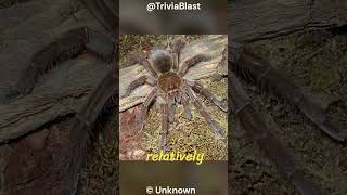 Goliath Birdeater  The Bird Eating Spider in the world animal goliathbirdeater shorts [upl. by Musihc]