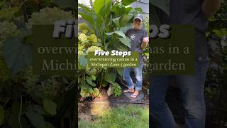 5 steps to overwintering cannas in a Michigan Zone 5 garden 🌺 gardenideas gardentips gardening [upl. by Bronson582]