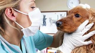 How do I Treat a Dog Stye [upl. by Fulvi]