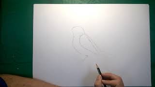 Drawing a redstart bird [upl. by Kerrison]