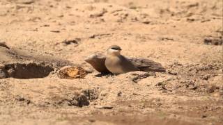 ♪鳥くん野鳥動画（タイThaiCSMKR）ヒメツバメチドリSmall Paratincole2011MVI1732MOV [upl. by Egroeg102]