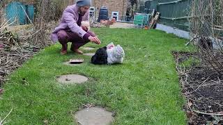 Pekin Bantams feeding time Bantam Chickens Lavender Pekins 💜 [upl. by Carter]