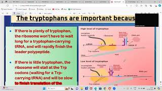 Mastering the Operon Model Part 2  Detailed Explanation operonmodel [upl. by Fielding240]