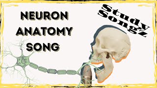 Neuron Song  Basic Anatomy and Types  Study Songz [upl. by Aeirdna]