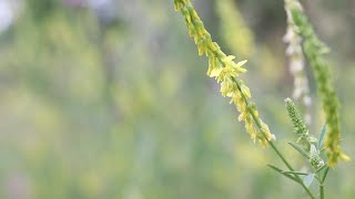 SWEET CLOVER Melilotus officinalis [upl. by Airetahs136]