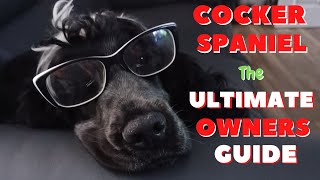 The Ultimate Guide to Owning a Cocker Spaniel UNEXPECTED [upl. by Lraed]