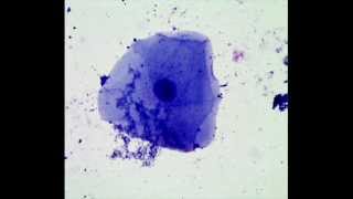 Cheek Epithelial Cells How to Prepare a Wet Mount Microscope Slide [upl. by Dnalyaw]