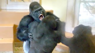 Gorilla Big Fight Silverback Is Angry Toward His Son  The Shabani Group [upl. by Dari]