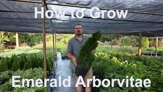 How to grow Emerald Arborvitae Thuja occidentalis Smaragd with detailed description [upl. by Beryl]