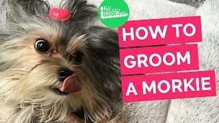 How To Groom A MORKIE Dog [upl. by Briscoe]