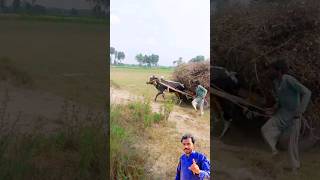 Ox 🐂 Cart New Video  short ytshort shortvideo [upl. by Cathleen]