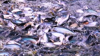 Crazy Pangasius Fish Feeding  Pangasius fish farm in Bangladesh [upl. by Oicnoel]