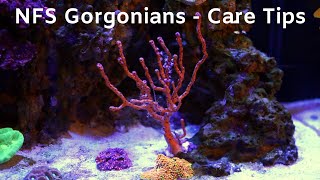 NPS Gorgonians in Your Reef [upl. by Clippard400]