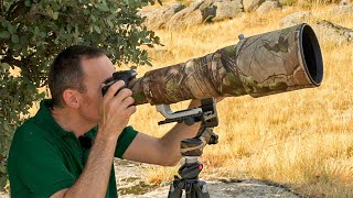 ✅ Fotografía de aves en vuelo 📷 Curso fotografía de aves 110 [upl. by Acebber]