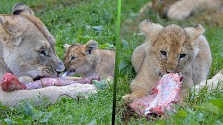 Lion cubs eating meat with their mother [upl. by Nnaharas436]