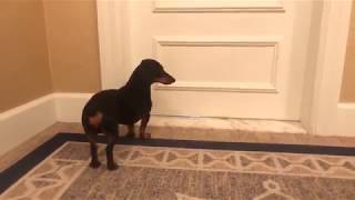 Crusoe the Dachshund Arrives at the Boston Harbor Hotel [upl. by Eelnodnarb]