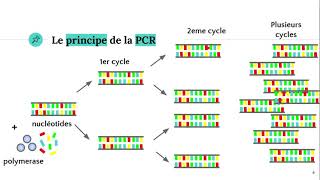 La technique PCR Polymerase Chain Reaction ðŸ§ª [upl. by Aika]