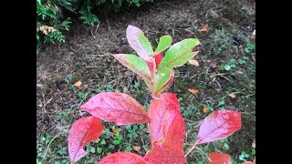 Myrtille arbustive ou Bleuet en corymbes Vaccinium corymbosum Lautomne sort sa plume [upl. by Salaidh]