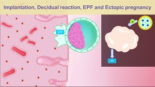 Decidua in Hindi  Placenta Development Part2 Nursing Lecture [upl. by Orly26]