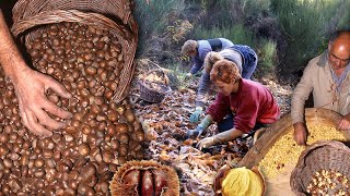 Las CASTAÑAS Recolección conservación y elaboración de este fruto  Oficios Perdidos  Documental [upl. by Lipson751]