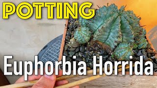 Euphorbia Horrida in a Stunning DIY Ceramic Tile Pot [upl. by Othelia]