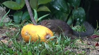 Common Treeshrew Tupaia glis Malaysia 20180117091345m2ts [upl. by Haisej284]