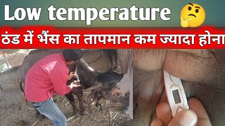 Low temperature treatment in cattle buffalo  भैंस का तापमान बार बार कम होना [upl. by Gnik]